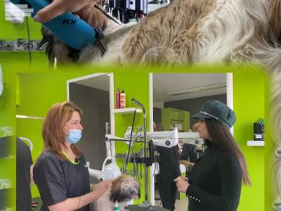  šišanje pasa podgorica grumer gruming 