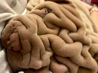  Fotka zaludela internet, svi se šokiraju kada čuju šta je istina sar pej pas 