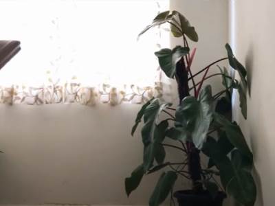  10 BILJAKA KOJE NE SMETE DA DRŽITE U STANU: Ljudi ne znaju da su otrovne, neke od njih svi imamo! 