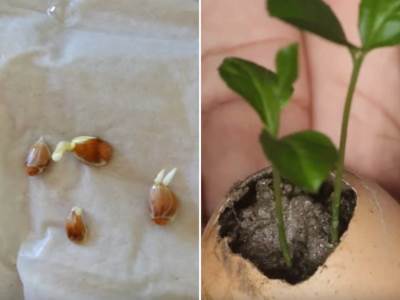  zasadite drvo limuna 