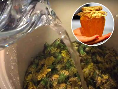  kako napraviti med od maslacka recept 