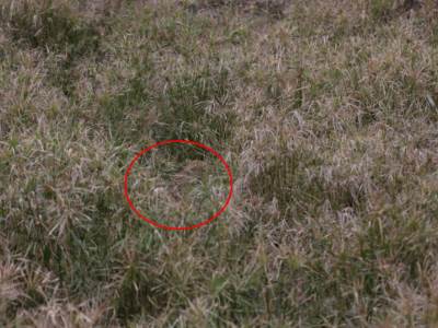  par napao leopard na spavanju 