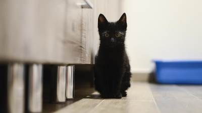  maca ti je pojela jezik znacenje 