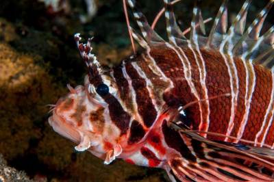  jadran riba paun  hrvatska 