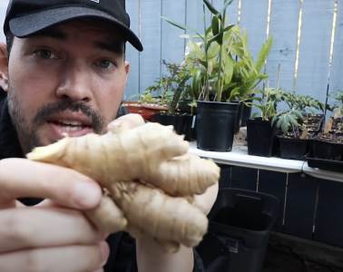  TRIK SA ĐUMBIROM KOJI VAM NEĆE REĆI U PRODAVNICI: Kupite ga jednom a onda ga ZASADITE, imaćete ga tokom cele godine! 