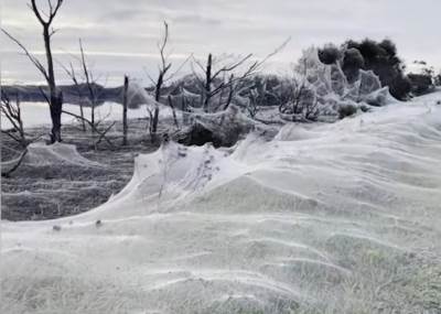  najezda paukova australija 