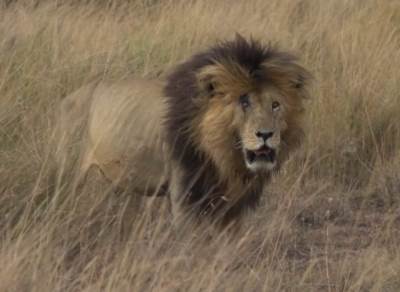  kralj lavova gledao smrti u oči 