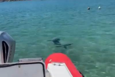  ajkula jadransko more  