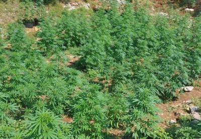  Cijevna zatrijebacka uzgajanje marihuane 