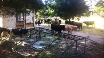  Ispred Stočne pijace prodaju jaja, sir, ribu 