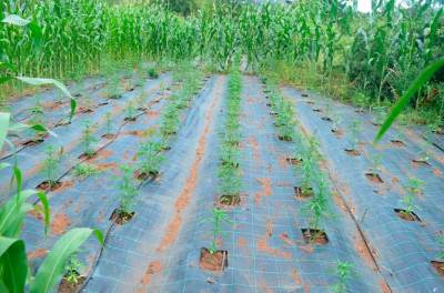  nova plantaza marihuane  