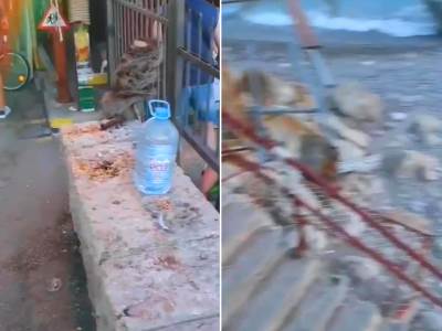  sutomore prljave plaze 