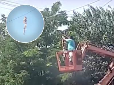  objesene macke srbija 