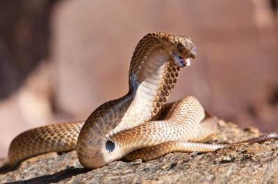  afrička kobra otrovnica pobjegla 