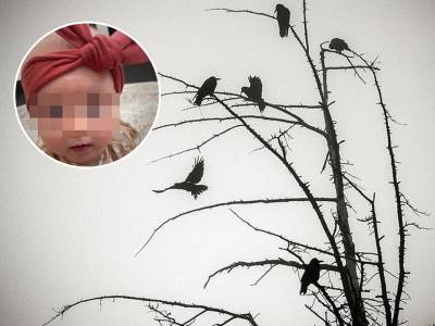  beba umrla od napada vrane 
