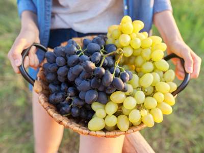  zbog čega je grožđe zdravo i kako produžava život 