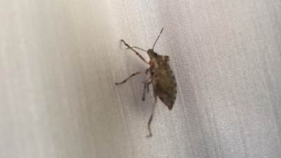  Kako-se-rijesiti-smrdibuba-video 