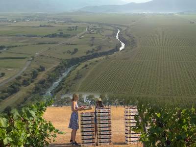  najveci vinograd u evropi plantaze podgorica 