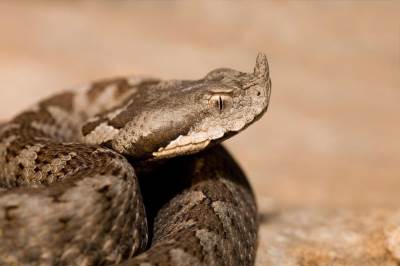  Add Comment Društvo Podgoričanin u šetnji sa djetetom naišao na poskoka 