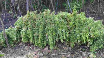  legalizovana marihuana na Tajlandu 