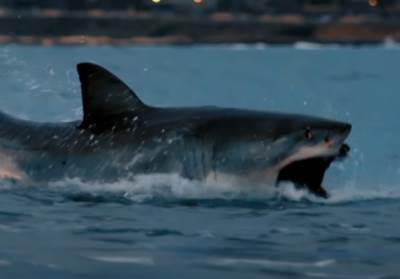  ajkula ubila plivaca u australiji 