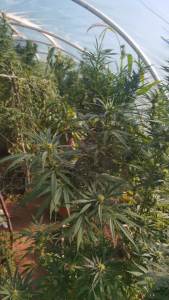  marihuana niksic policija pronasla zasad 