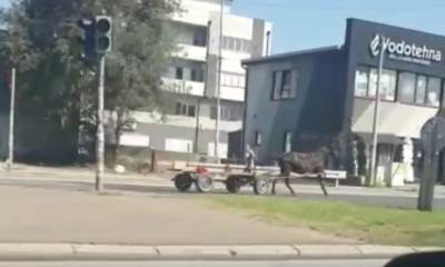  konj na ulicama beograda 