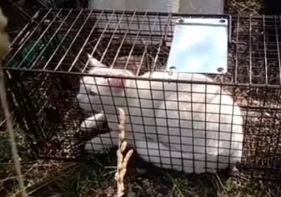  macak nestao poslije udesa u kanjonu morace vlasnik ostavljao hranu i pronasao ga 