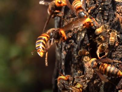  roj strsljenova usmrtio covjeka osijek 