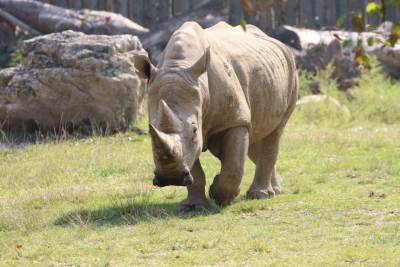  umro najstariji nosorog na svijetu 
