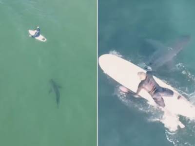  ajkula htjela da napadne surfere 