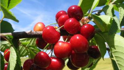  Isprebijao komšinicu zbog trešnje 