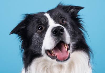  otkriveno pas krivi glavu 