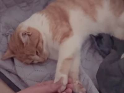  macak muamera zukorlica tuguje 