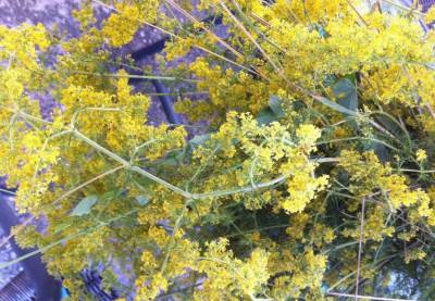  Ivanjdan: Da li ćete staviti ogledalce pod jastuk? 