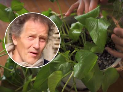  greska zbog koje sobno cvijece propada 