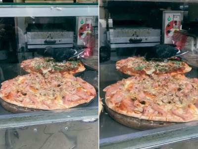  golub seta po pici u beogradu 