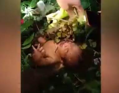  novorodjence prezvijelo u dzungli 