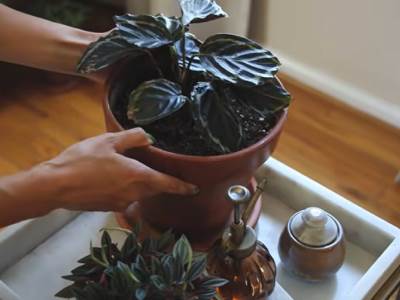  njega kucnog cvijeca 