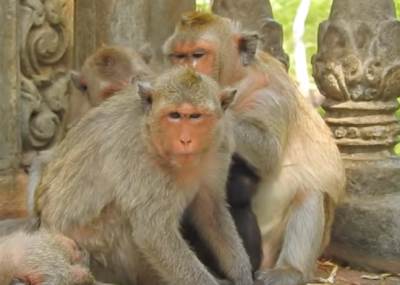  majmuni pobjegli iz zoo vrta 
