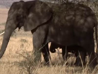  slon usmrtio turistu na safariju 