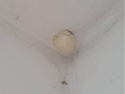 jaje na plafonu 