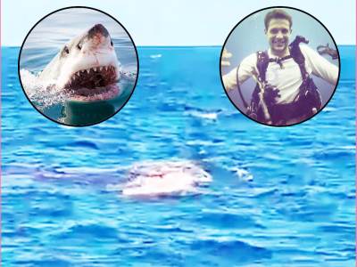  Sajmon Nelist ronilac napad ajkule 