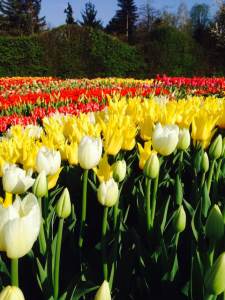  Rusija zabranila cveće iz Holandije 