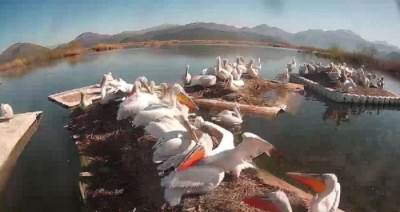  pelikani uginuli pticji grip skadarsko jezero 