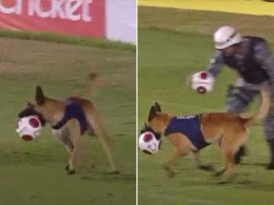  policijski pas uletio na fudbalski teren 