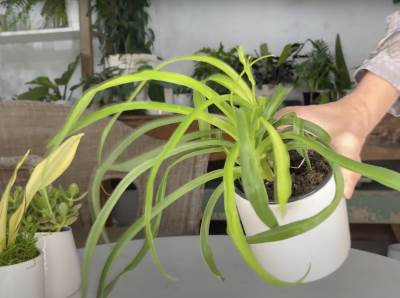  trik koji ce vam spasiti kucno cvijece 