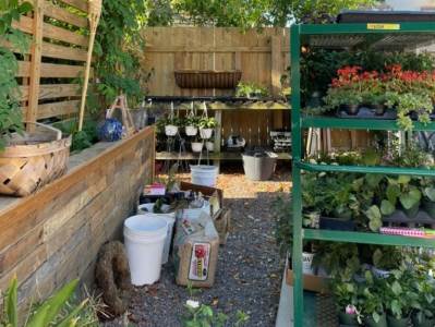  mačak na fotografiji 