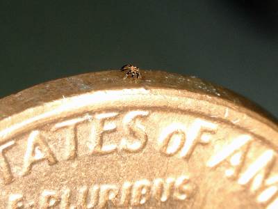  prototip najmanjeg robota na daljinsko upravljanje 