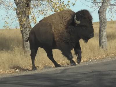  jeziv napad bizona 